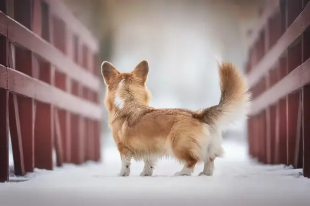 Un perro paticorto corgi.