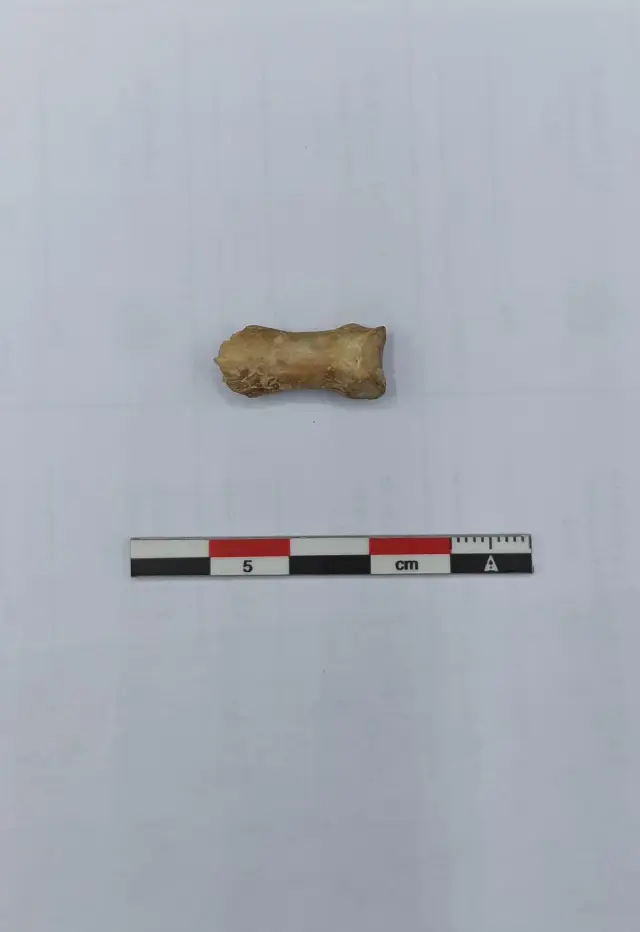 Fragmento del dedo encontrado en la excavación de
Cabeza Ladrero que constata la realización de un curioso ritual romano llamado
‘os reseptum’.