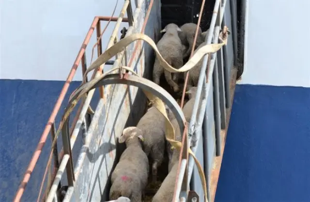 Exportación de ganado vivo en barco.