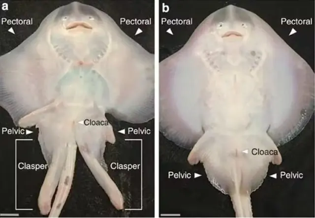 Imágenes comparativas del área ventral de un macho (izquierda) y una hembra (derecha) de Leucoraja erinacea . Obsérvese, a ambos lados de la cola, los pterigópodos del macho.