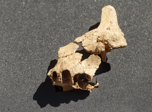 Un fragmento de la cara del primer europeo, hallado en Atapuerca.