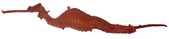 Dragón marino rojo