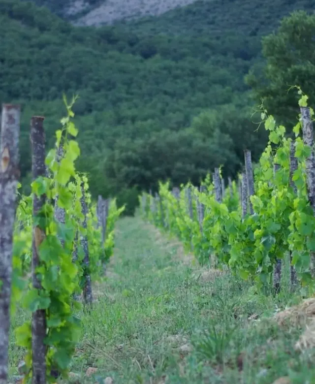 Las viñas se encuentran a 900 metros de altura.