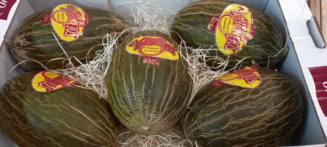 Melones que comercializan en Frutas Javier Mené.