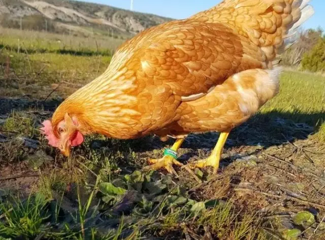 La gallina Catalina en las instalaciones de la granja.