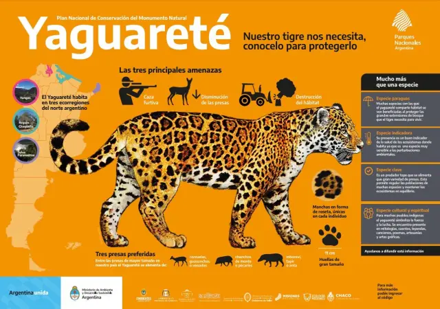 Infografía sobre el yaguareté
