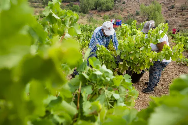 La vendimia en los viñedos de Bodegas Frontonio se desarrollará hasta final de septiembre.