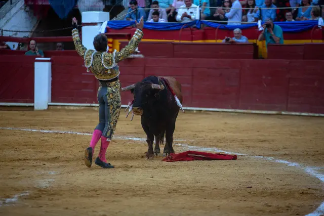 Toro indultado en la plaza de toros de Calatayud.
