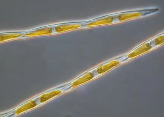 Pseudo-nitzschia es un género de la clase diatomeas, que incluye varias especies de algas unicelulares que producen ácido domoico, responsable de intoxicación en humanos por consumo de moluscos.