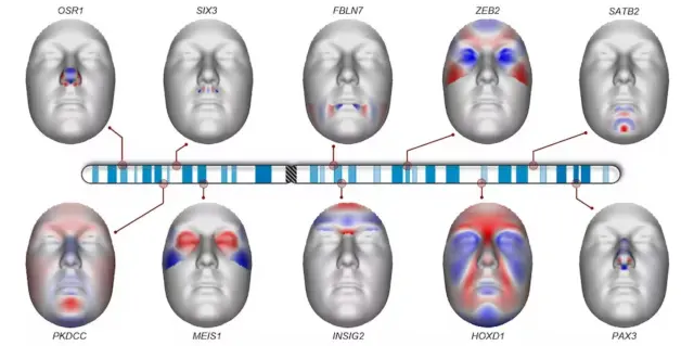 Localizaciones en el cromosoma 2 relacionadas con la forma de la cara. La imagen muestra los genes candidatos y su efecto en la forma de las distintas estructuras faciales. En color rojo se indican las regiones de la cara que se proyectan hacia afuera y en azul, las que lo hacen hacia adentro.