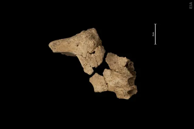 Fósil de la cara del homínido hallado en la sierra de Atapuerca