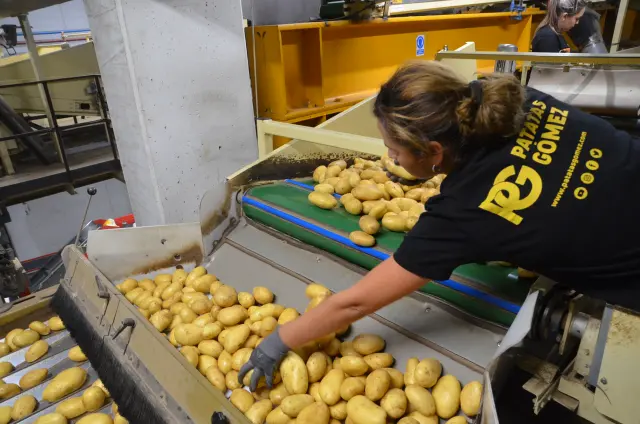 Una trabajadora, retirando las patatas que no cumplen los estándares de calidad.