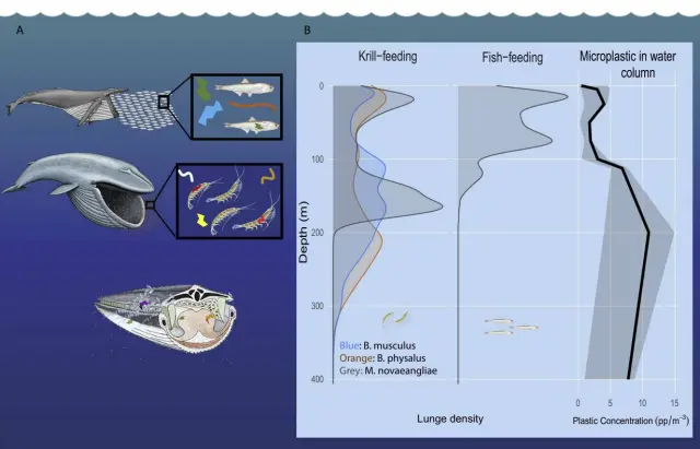 Profundidad a la que se alimentan las tres especies de ballenas estudiadas en relación con los microplásticos en la columna de agua.