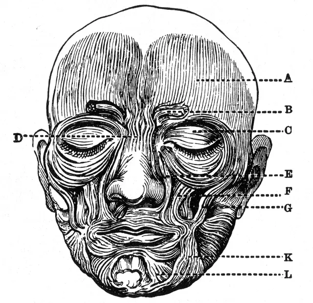 Músculos faciales, según Charles Bell.