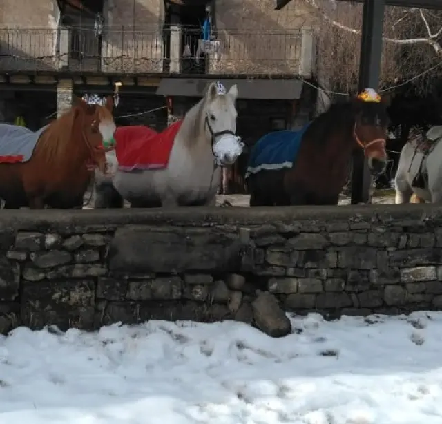 Los caballos de Casa Blas en su cuadra de Sarvisé.