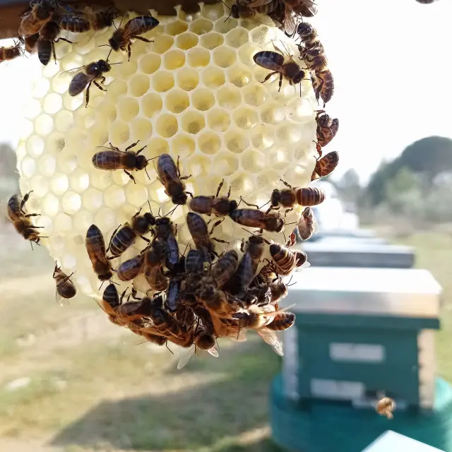 Producen miel, polen y dentro de unos meses también propóleo
