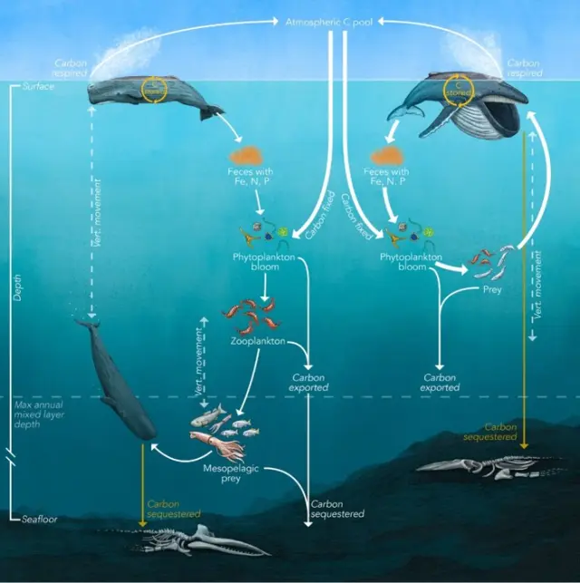 Las ballenas contribuyen al secuestro de carbono atmosférico de dos formas principales: almacenándolo en su cuerpo; y favoreciendo con sus heces la proliferación de fitoplancton consumidor de CO2 atmosférico.