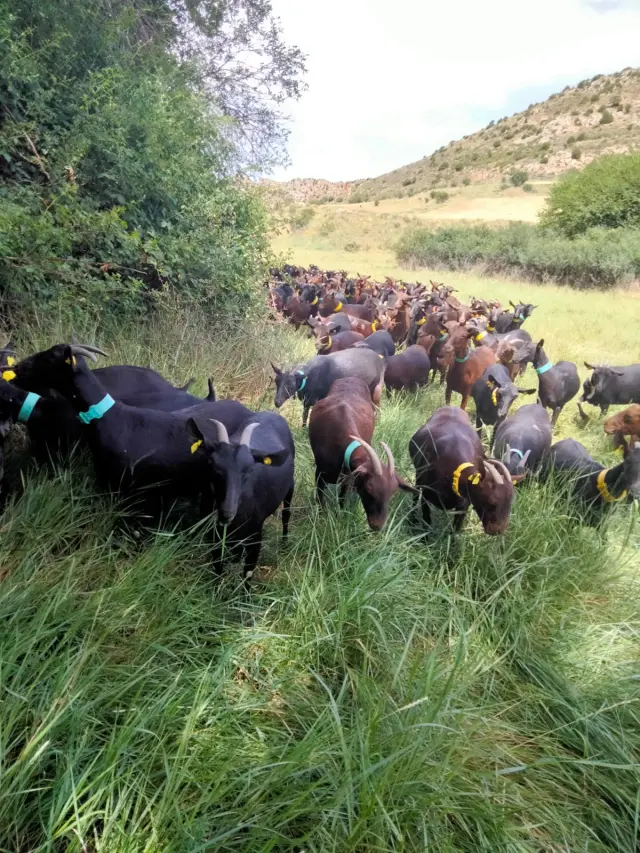 La familia Navarro-Puig tiene unas 250 cabras en Ejulve, donde elaboran quesos artesanos