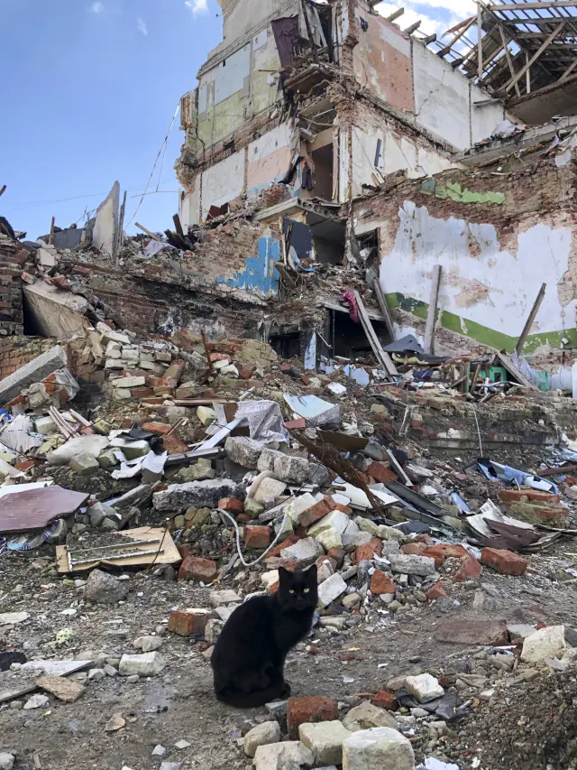 Un gato ante las ruinas de un edificio en Yatskivka.
