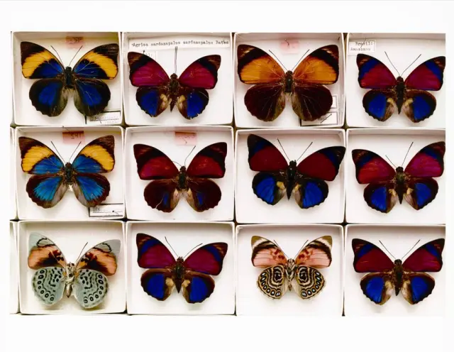 Ejemplares de mariposa en el Museo Americano de Historia Natural.