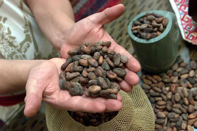 De las semillas del cacaotero se obtiene, finalmente, el chocolate.