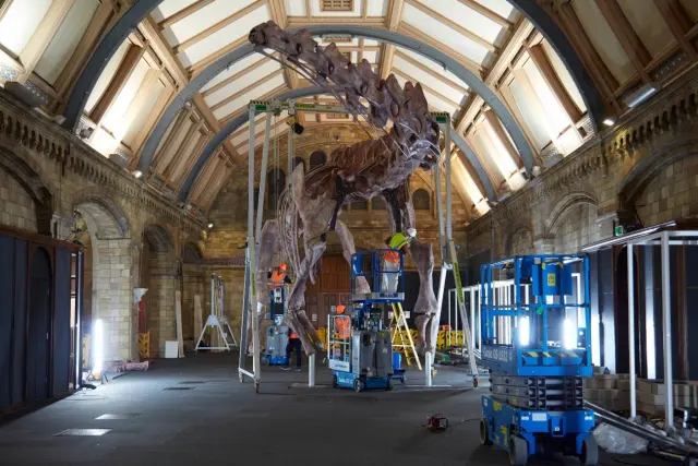 Para soportar el peso de las réplicas, el Natural History Museum de Londres tuvo que reforzar el suelo de su galería.