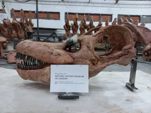 Las réplicas de los fósiles de este coloso (en este caso, el cráneo) se realizan en el Museo Paleontológico Egidio Feruglio, en Trelew, Argentina.