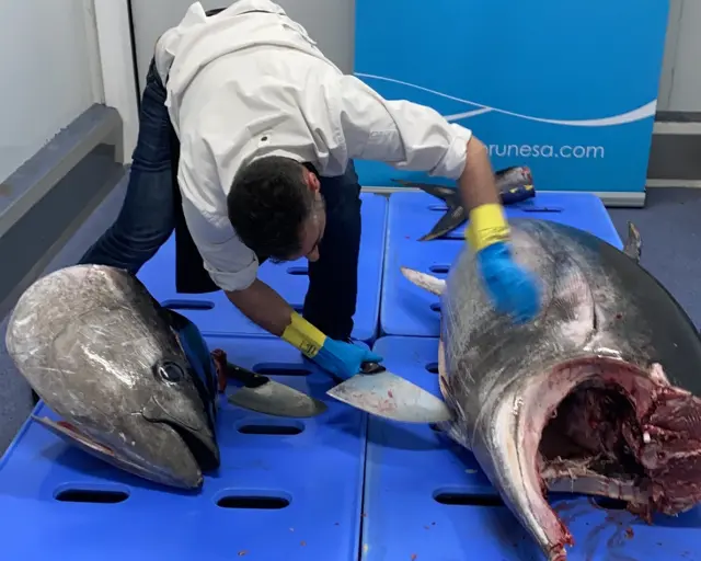 Inicio del ronqueo del atún con la cabeza separada