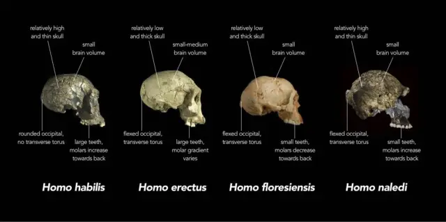Comparación de las características del cráneo de Homo naledi y otras especies humanas arcaicas.