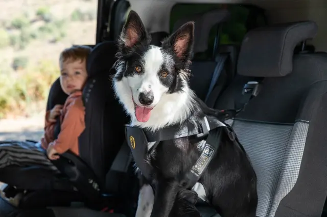 Un perro con un arnés desarrollado por la empresa Babyauto con sus tres anclajes para que viaje en una posición de seguridad, sentado sobre sus cuartos traseros y de frente a la marcha