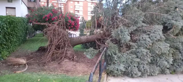 Otro árbol arrancado de raíz en la esquina de la calle Ramón J. Sender con Obispo Pintado.