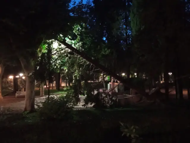 Un árbol caído junto al monumento de las Pajaritas.