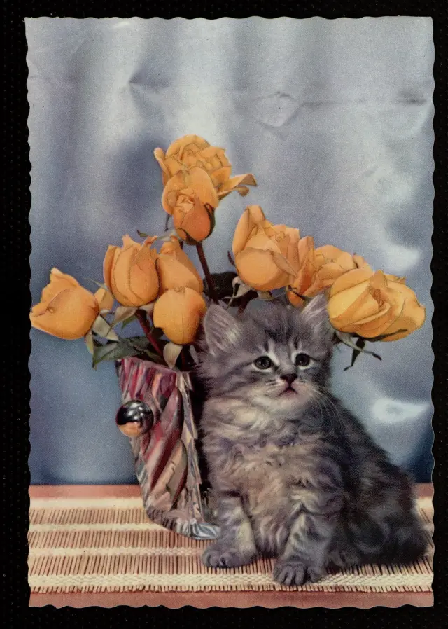 Gato con ramo de rosas.
