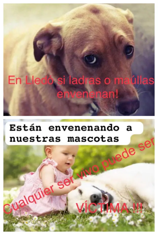 Dos de los carteles que algunos vecinos han colgado en Lledó alertando de los envenenamientos a mascotas.
