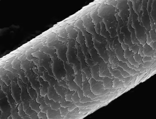 La cutícula de un pelo al microscopio.