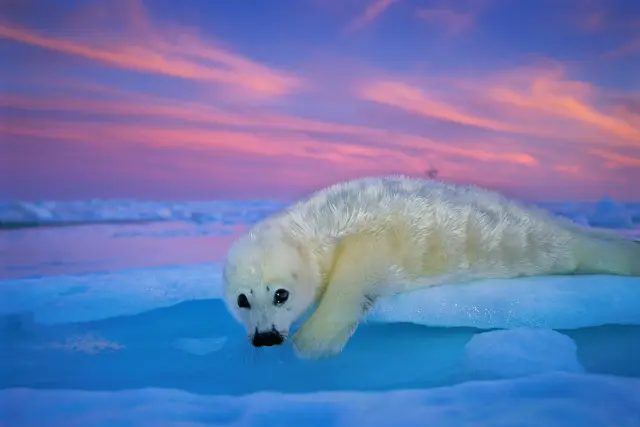 Una foca en Groenlandia.
