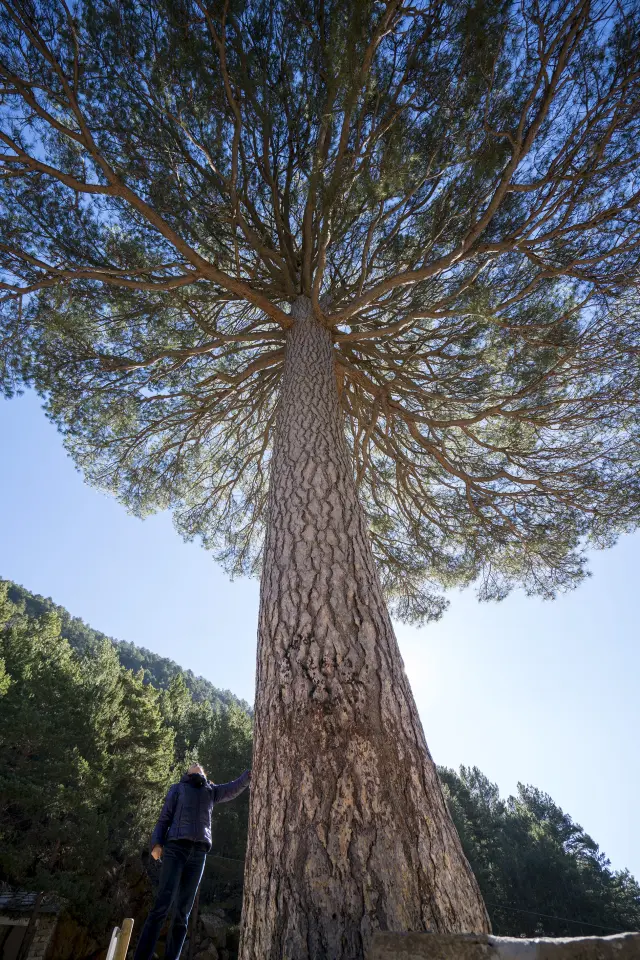 El pino del Escobón, un espectacular árbol monumental