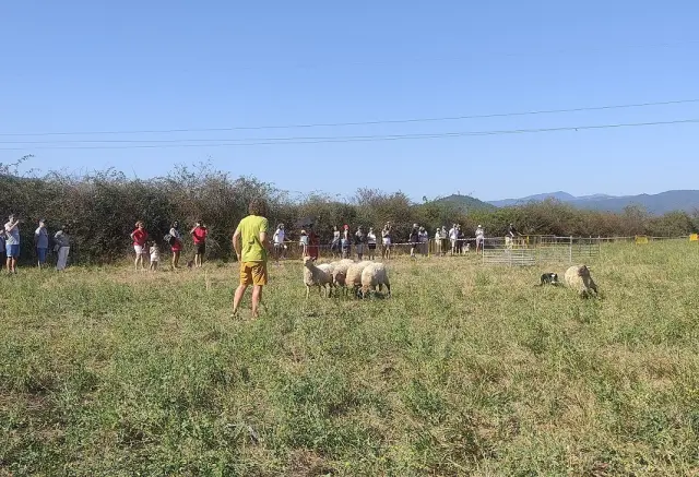 Demostración de pastoreo de perros en la Expoferia de Sobrarbe.