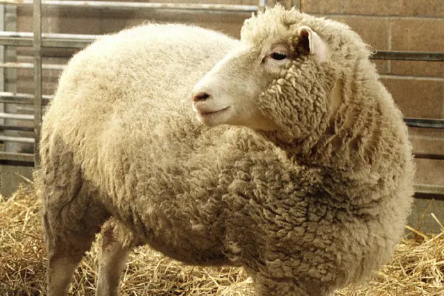 Dolly, la primera oveja clonada producida mediante transferencia nuclear a partir de células de oveja adulta diferenciadas.
