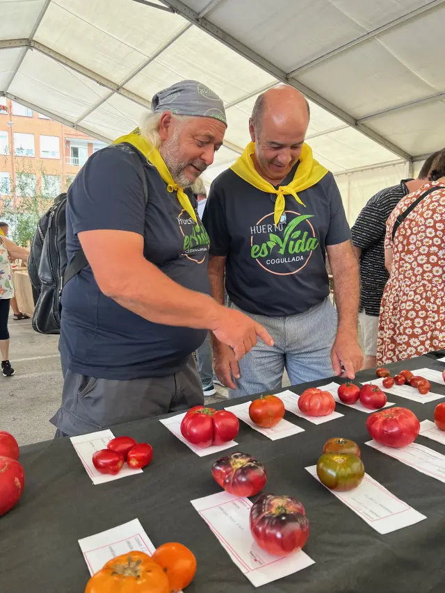 Juan Refojo y Paco Alastuey, contemplando los tomates antiguos que han participado