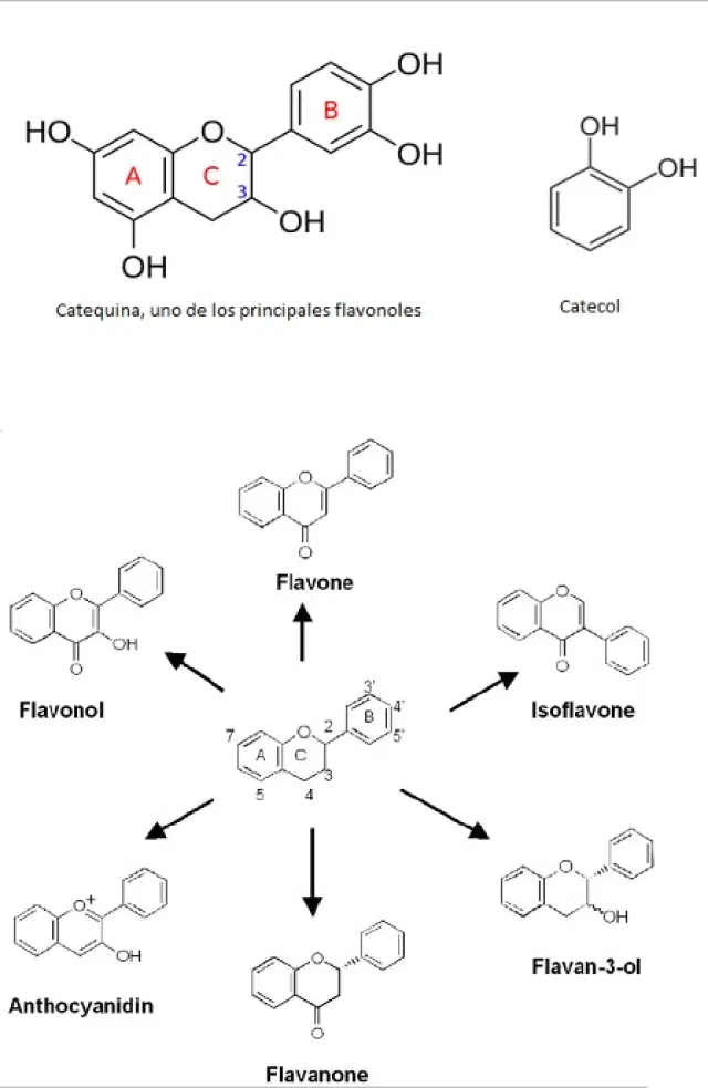 Los flavonoles son un tipo particular de flavonoides, compuestos que comparten un esqueleto polifenólico