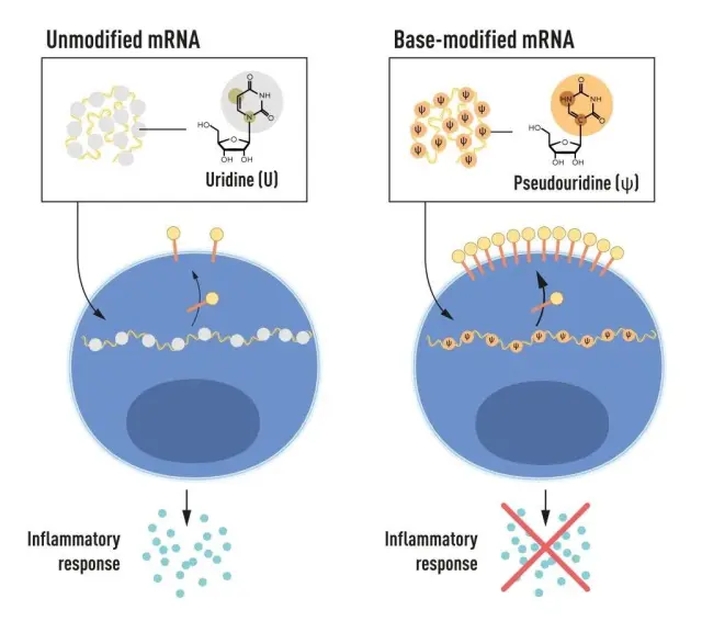 El ARN mensajero con bases modificadas puede utilizarse para bloquear la activación de reacciones inflamatorias y aumentar la producción de proteínas.
