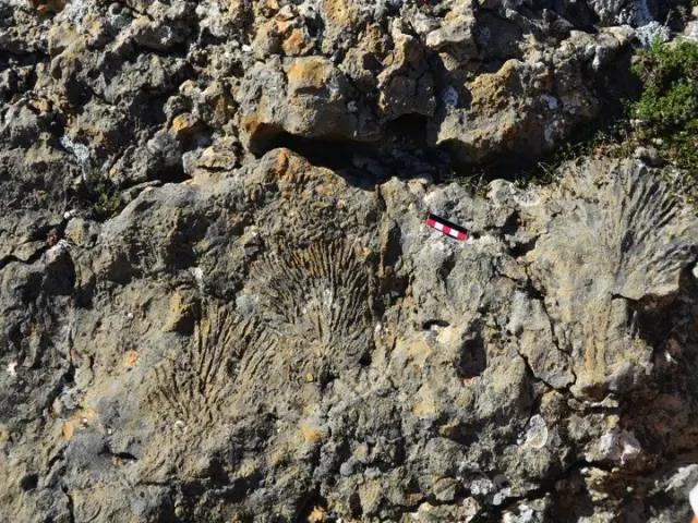 Rocas calizas con fósiles de corales en el entorno de Frías de Albarracín, en Teruel.