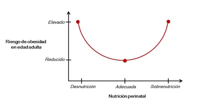 La relación entre la nutrición perinatal y el riesgo de obesidad en la descendencia sigue una forma de U. Adaptado del artículo Early Nutrition and Later Adiposity de R. Martorell y colaboradores, publicado en The Journal of Nutrition, vol. 131, no. 3, pp. 874S880S, 2001.