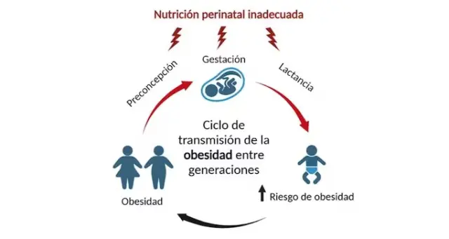 La programación metabólica de la obesidad, alimentada por una nutrición perinatal inadecuada, contribuye a la transmisión de la obesidad entre generaciones.