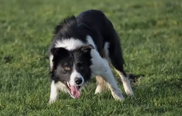 Cian, un perro Border Collie utilizado como perro de trabajo en la ganadería.