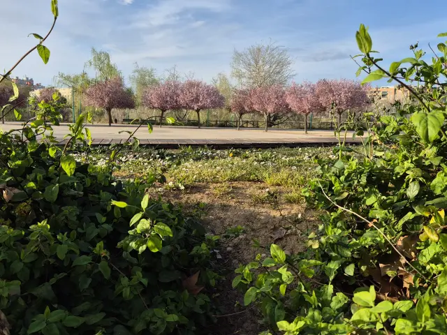 La floración de los ‘prunus pisardi' se ha adelantado este año.