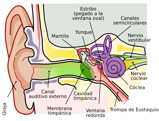 Anatomía del oído humano: en verde, el oído externo; en rojo, el oído medio; y en morado, el oído interno.