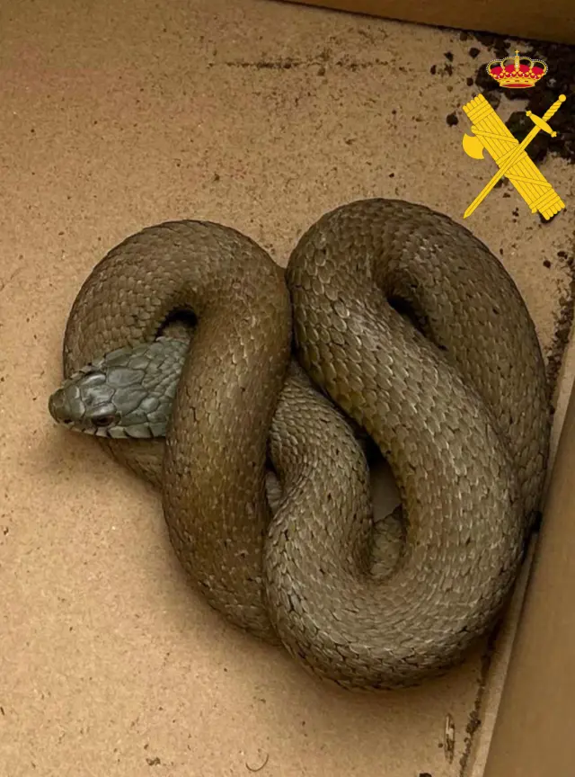 Imagen de la serpiente encontrada...GUARDIA CIVIL..09/04/2024 [[[EP]]]