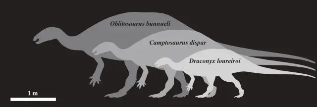 Comparación de tamaño entre Oblitosaurus bunnueli y otros ornitópodos del Jurásico Superior.